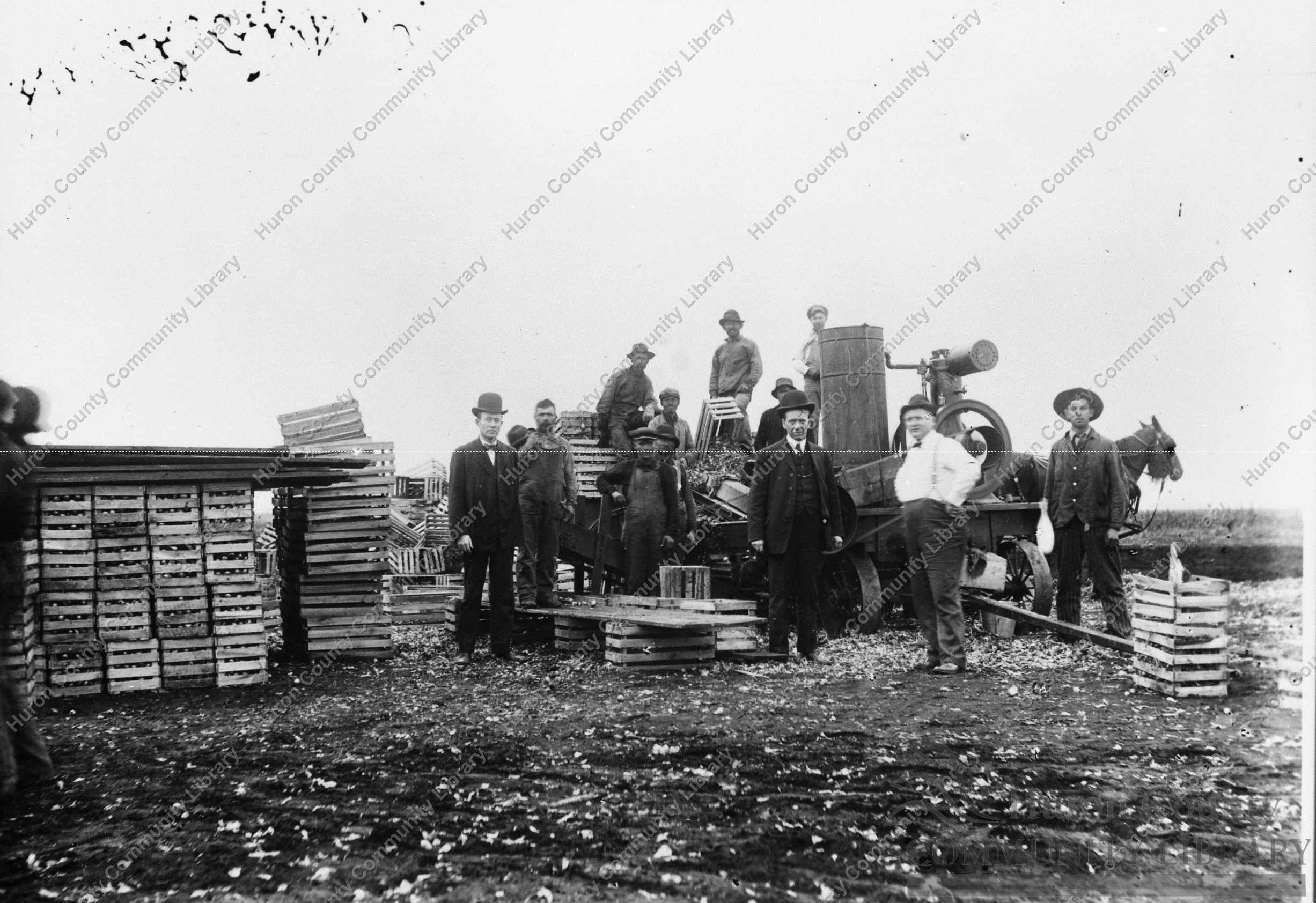Celeryville - Grading Onions ca 1900
