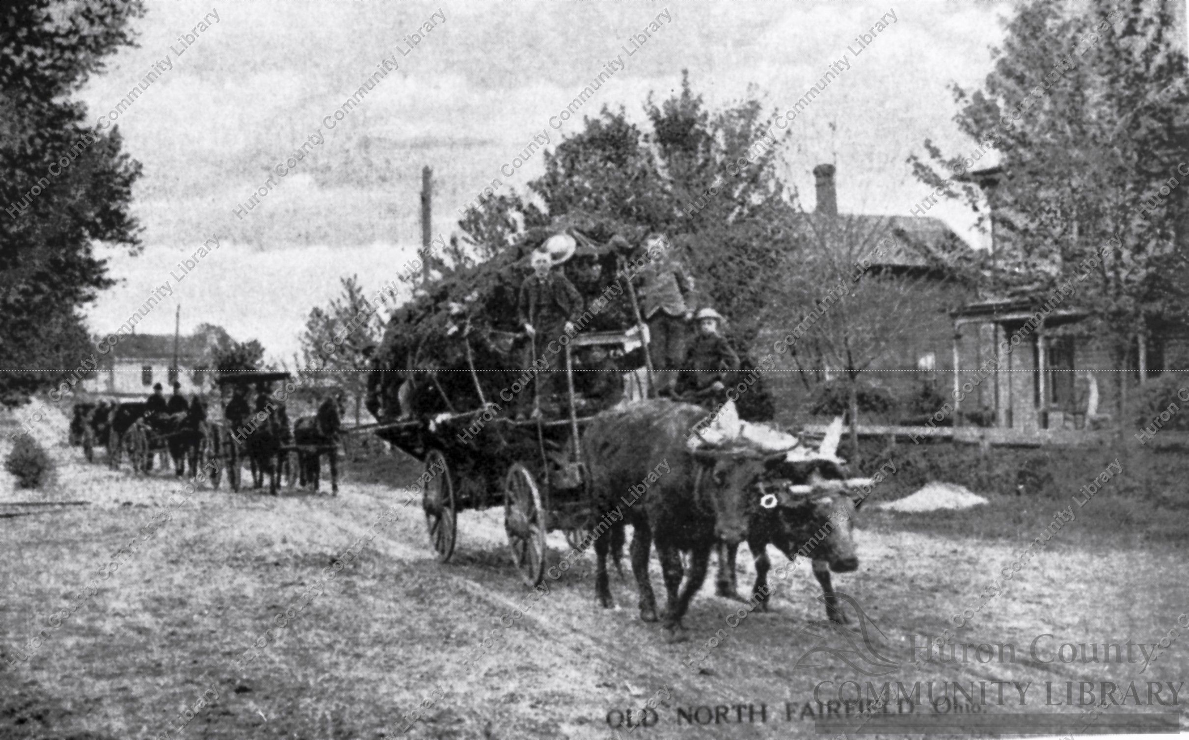 North Fairfield O. Team of Oxen