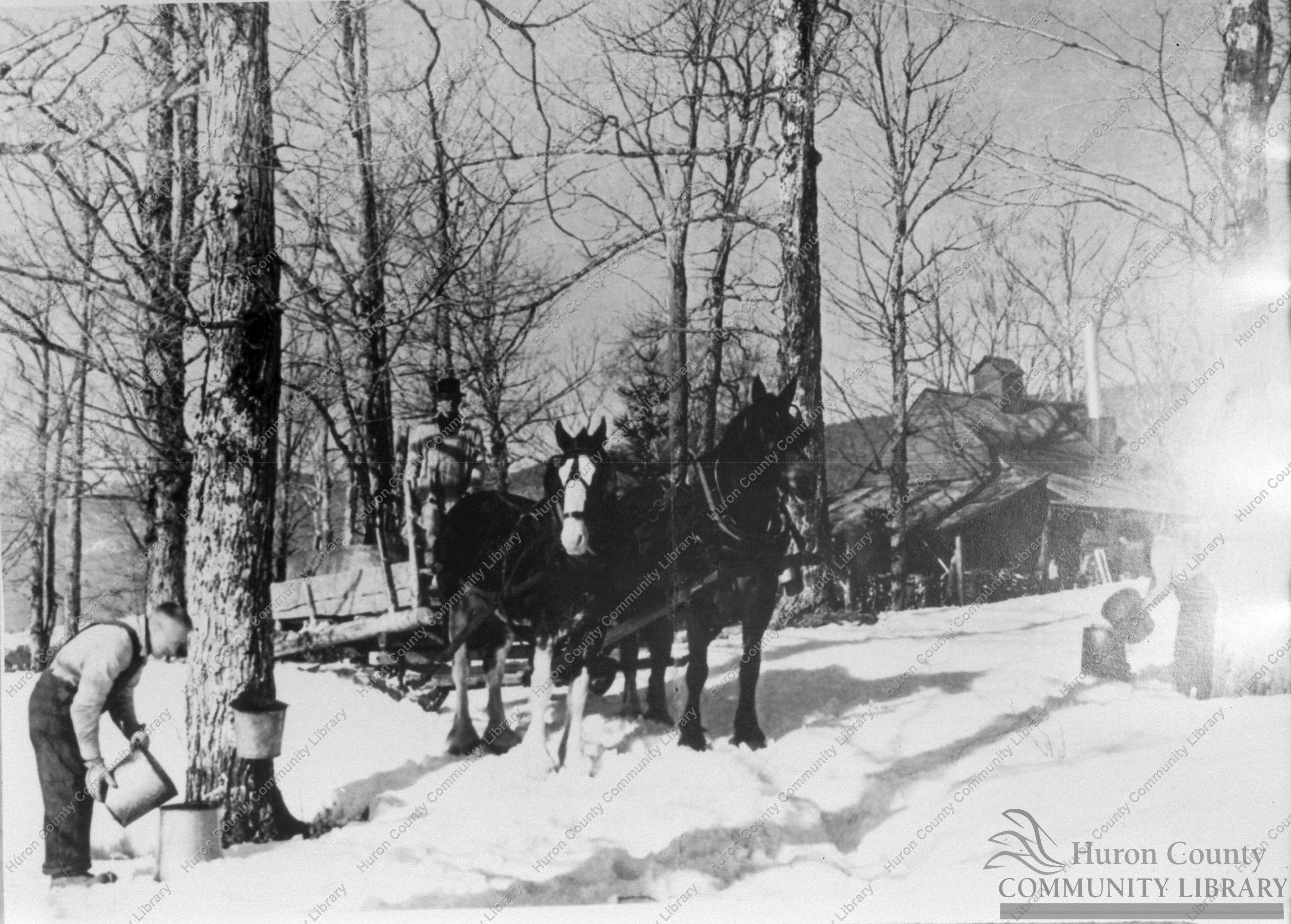 Sugar Bush - Huron County probably ca 1914