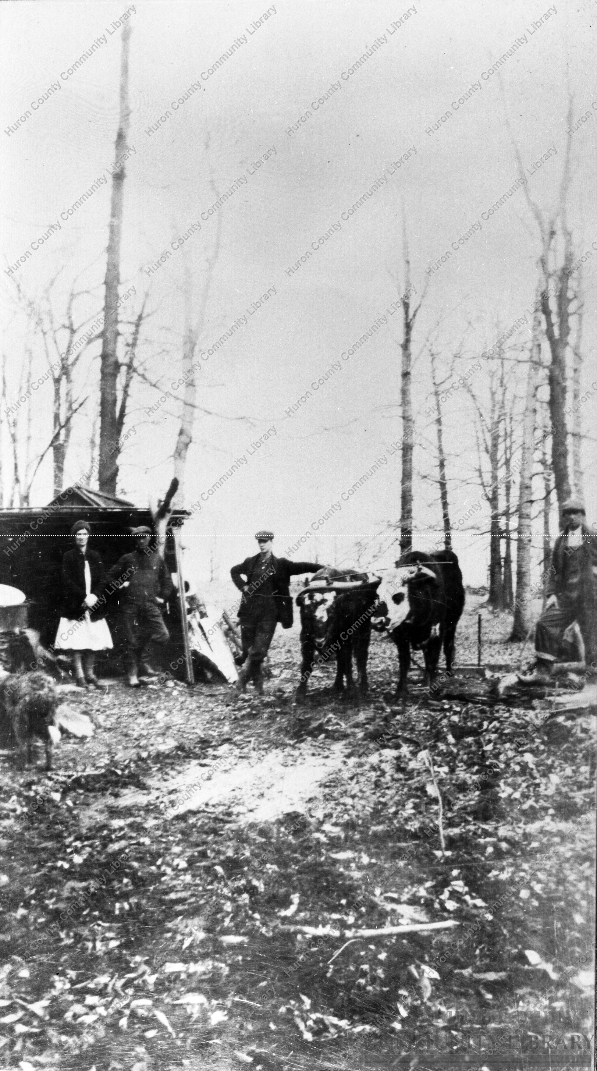 Harvey Parrott & Wife using last oxen in Fairfield Twnp. 1906