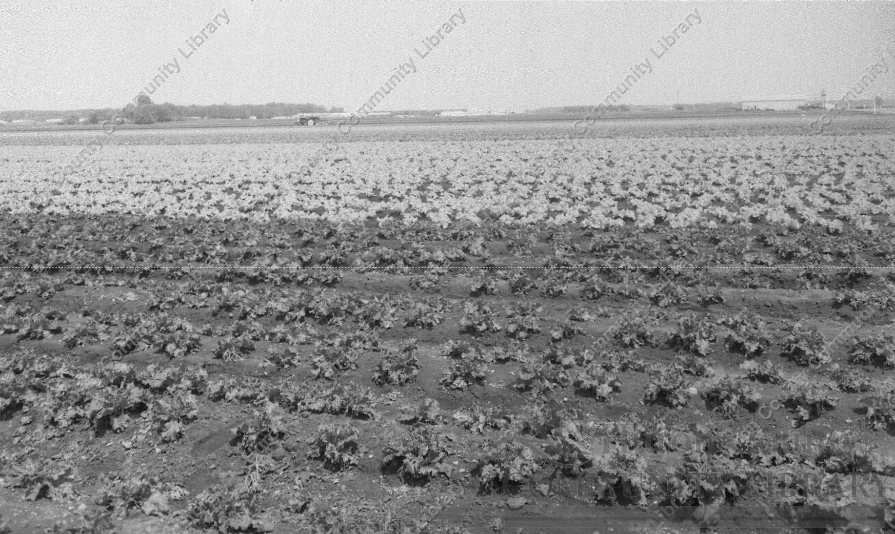 View of crops growing in the Celeryville fields 1989
