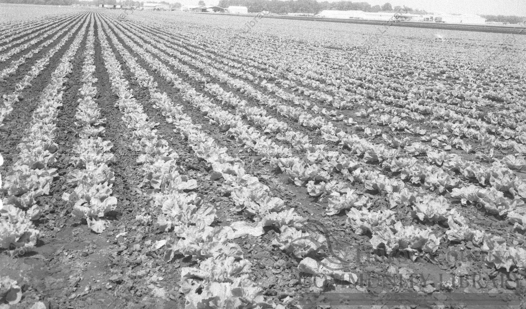 View of crops growing in the Celeryville fields 1989